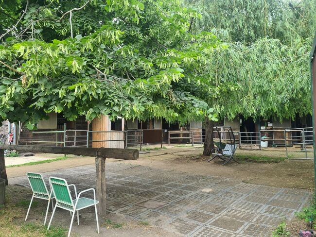 Einstellplätze in Wien- Außenbox mit Fenster, ReitClubDonaustadt (ReitclubDonaustadt), Horse Stables, Wien, Image 11