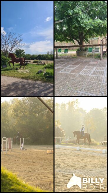 Einstellplätze in Wien- Außenbox mit Fenster, ReitClubDonaustadt (ReitclubDonaustadt), Horse Stables, Wien, Image 16