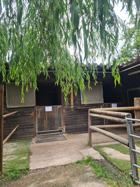 Einstellplätze in Wien- Außenbox mit Fenster, ReitClubDonaustadt (ReitclubDonaustadt), Horse Stables, Wien, Image 15
