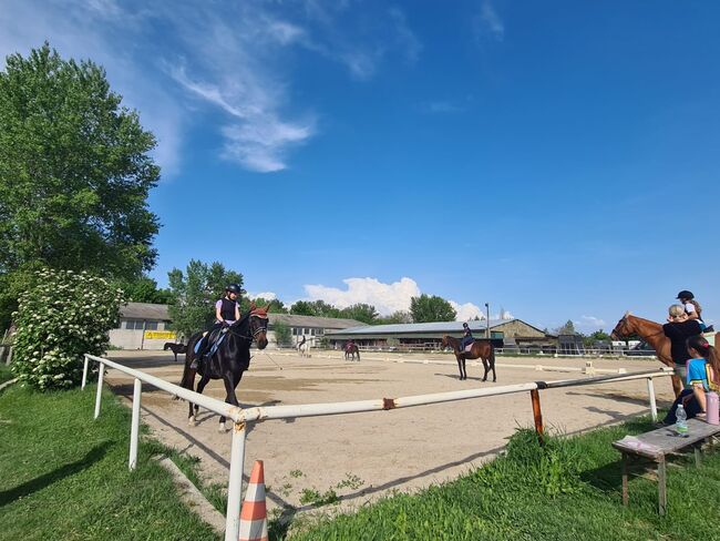 Einstellplätze in Wien- Außenbox mit Fenster, ReitClubDonaustadt (ReitclubDonaustadt), Horse Stables, Wien, Image 3