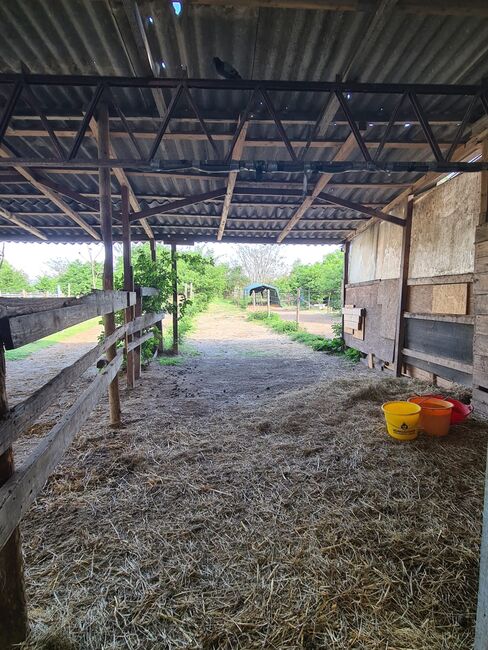 Einstellplätze in Wien- Paddockbox inkl. angeschlossener Privatkoppel und Freilauf, ReitClubDonaustadt (ReitclubDonaustadt), Horse Stables, Wien, Image 6