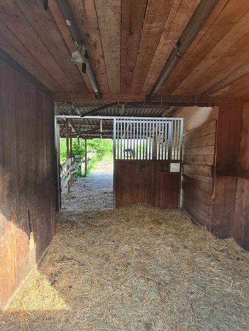 Einstellplätze in Wien- Paddockbox inkl. angeschlossener Privatkoppel und Freilauf, ReitClubDonaustadt (ReitclubDonaustadt), Horse Stables, Wien, Image 8