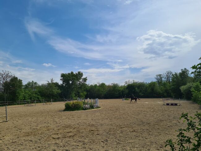 Einstellplätze in Wien- Paddockbox inkl. angeschlossener Privatkoppel und Freilauf, ReitClubDonaustadt (ReitclubDonaustadt), Horse Stables, Wien, Image 13