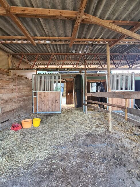 Einstellplätze in Wien- Paddockbox inkl. angeschlossener Privatkoppel und Freilauf, ReitClubDonaustadt (ReitclubDonaustadt), Horse Stables, Wien, Image 7