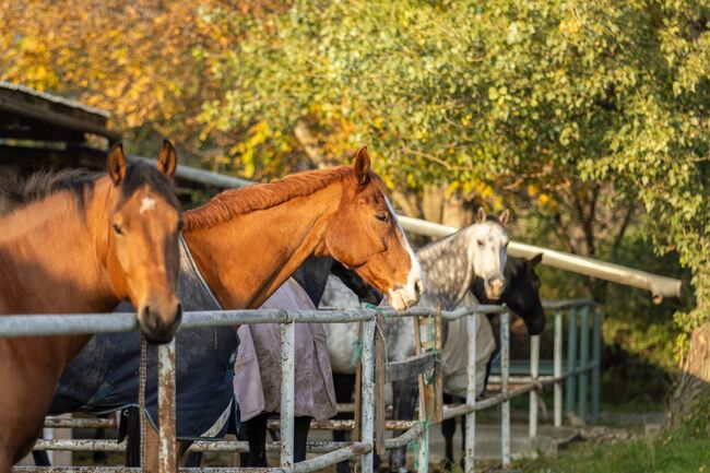 Einstellplätze in Wien- Paddockbox inkl. angeschlossener Privatkoppel und Freilauf, ReitClubDonaustadt (ReitclubDonaustadt), Horse Stables, Wien, Image 14