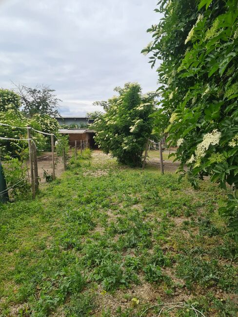 Einstellplätze in Wien- Paddockbox inkl. angeschlossener Privatkoppel und Freilauf, ReitClubDonaustadt (ReitclubDonaustadt), Horse Stables, Wien, Image 18