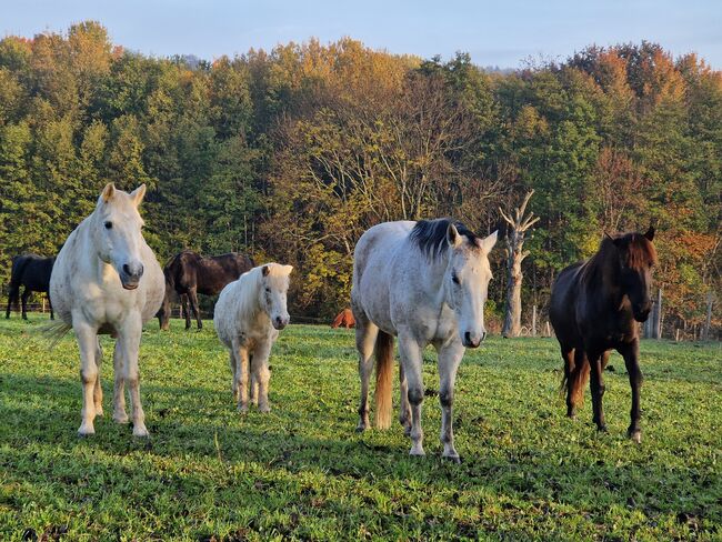 Einstellplätze für Pensionspferde, Wittmann Josef, Horse Stables, Innermanzing