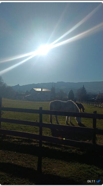 Einstellplatz, Vera, Horse Stables, Mitterlobming, Image 3