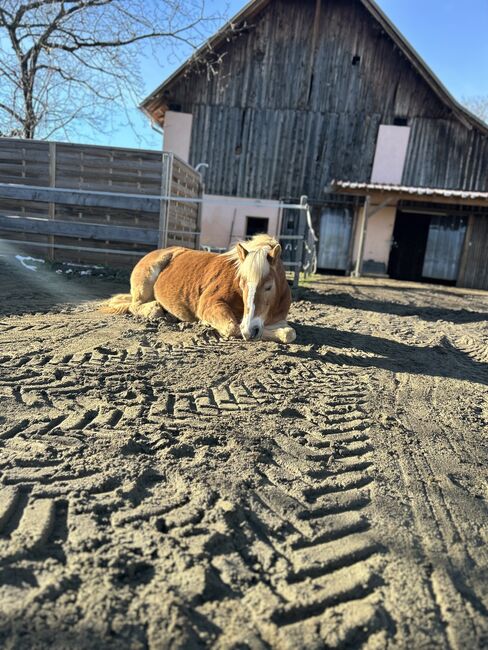 Einstellplatz, Andrea , Horse Stables, Tainach