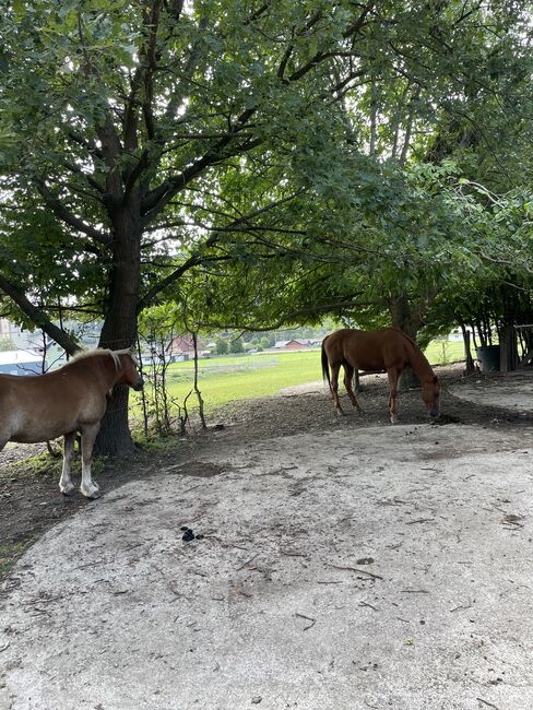 Einstellplatz im Offenstall 8773 Kammern, Evelyn Kappel, Horse Stables, Kammern im Liesingtal, Image 5