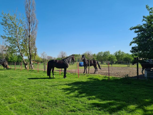 Einstellplatz in Wien- Paddockbox mit XXL Paddock, ReitClubDonaustadt (ReitclubDonaustadt), Horse Stables, Wien, Image 2
