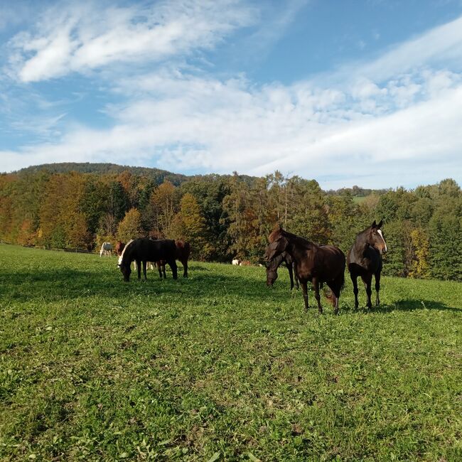 Einstellplätze für Pensionspferde, Wittmann Josef, Horse Stables, Innermanzing, Image 2