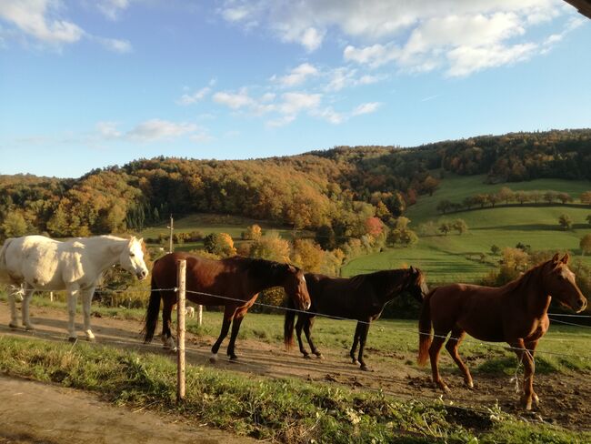 Einstellplätze für Pensionspferde, Wittmann Josef, Horse Stables, Innermanzing, Image 3