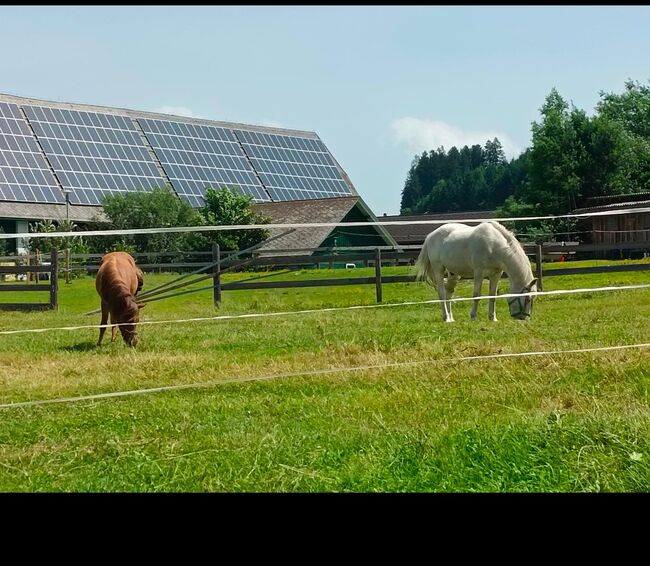 Einstellplatz, Vera, Horse Stables, Mitterlobming, Image 2