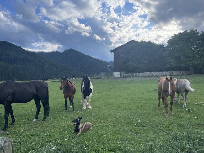 Einstellplatz im Offenstall 8773 Kammern, Evelyn Kappel, Horse Stables, Kammern im Liesingtal, Image 8