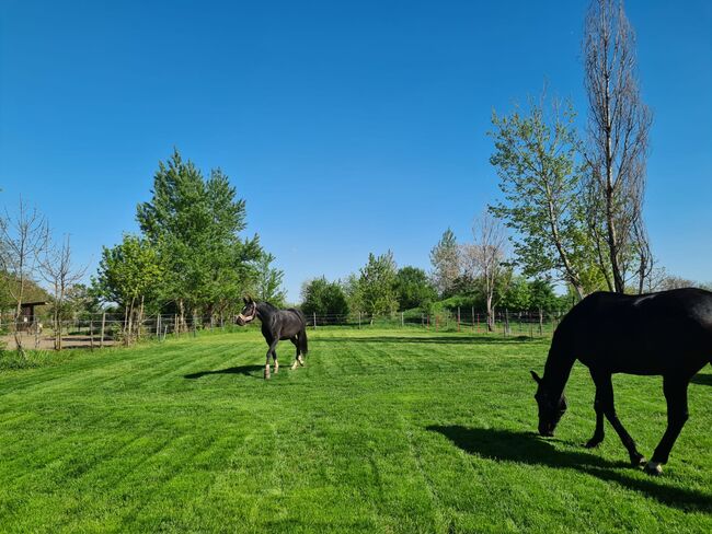 Einstellplatz in Wien - XXL Innenbox, ReitClubDonaustadt (ReitclubDonaustadt), Horse Stables, Wien, Image 8