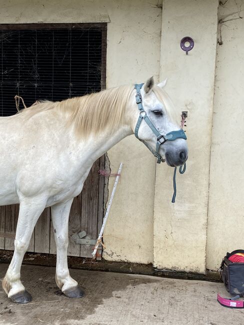 Part/full loan, Kelly, Horses For Sale, Bristol, Image 13