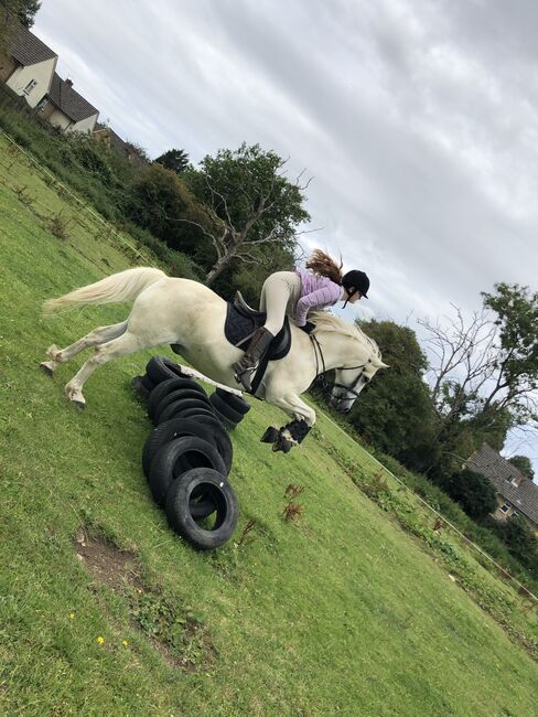 Part/full loan, Kelly, Horses For Sale, Bristol, Image 3