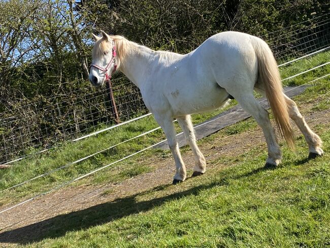 Part/full loan, Kelly, Horses For Sale, Bristol, Image 9