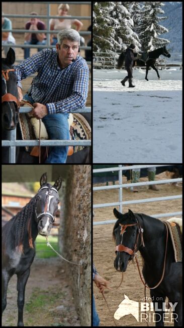 Partbred Araber Wallach, Lisa, Pferd kaufen, Wenneberg, Abbildung 10