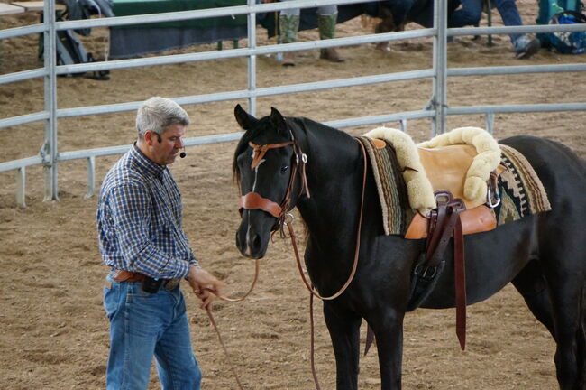 Partbred Araber Wallach, Lisa, Pferd kaufen, Wenneberg, Abbildung 9