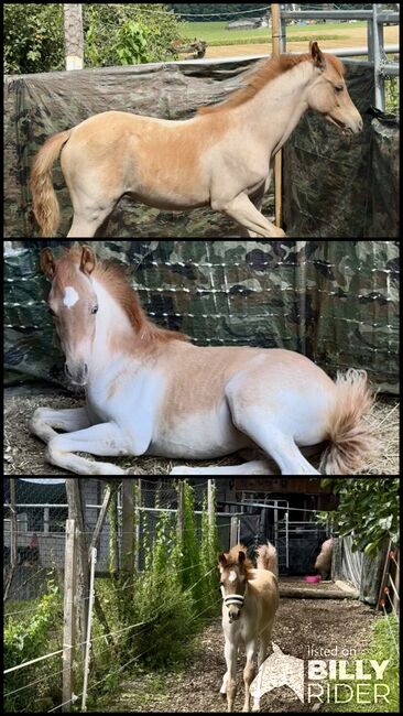 Partbred Araber 82 % Hengstfohlen, Cowgirl Sue, Horses For Sale, Murgenthal, Image 4