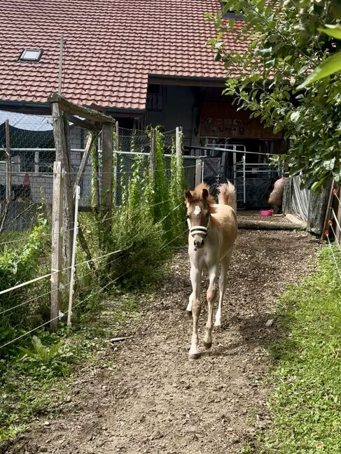 Partbred Araber 82 % Hengstfohlen, Cowgirl Sue, Horses For Sale, Murgenthal, Image 2