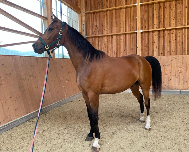 Partbredaraber im Warmblut Typ, Pichler Elke, Horses For Sale, Knittelfeld 