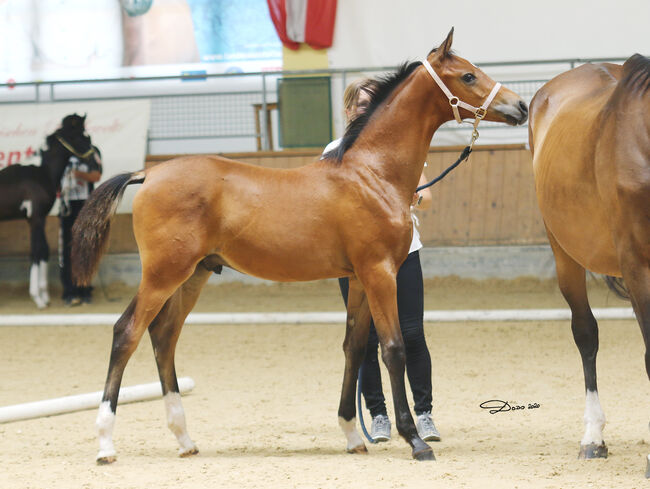 Partbred Wallach, Elke, Horses For Sale, Kobenz , Image 7