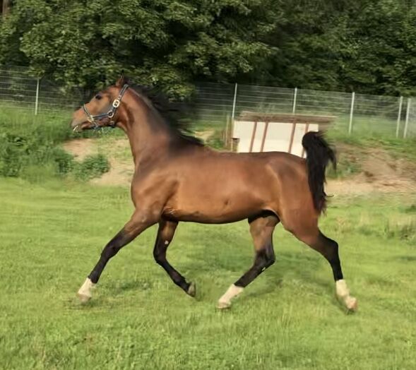 Partbred Wallach, Elke, Horses For Sale, Kobenz 