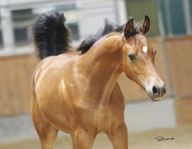 Partbred Junghengst, Elke, Horses For Sale, Kobenz , Image 11