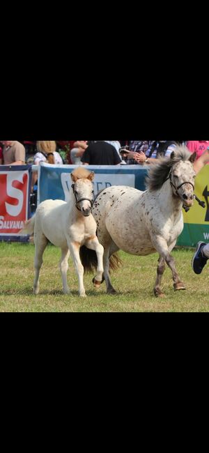 Partbred Shetlandponys suchen neues Zuhause, Imke Müller, Horses For Sale, Wuster Nordseeküste, Image 17