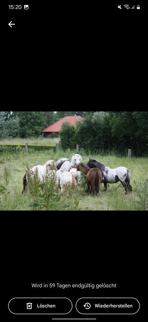 Partbred Shetlandponys suchen neues Zuhause, Imke Müller, Horses For Sale, Wuster Nordseeküste, Image 19