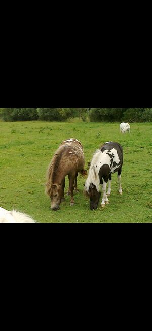 Partbred Shetlandponys suchen neues Zuhause, Imke Müller, Horses For Sale, Wuster Nordseeküste, Image 18