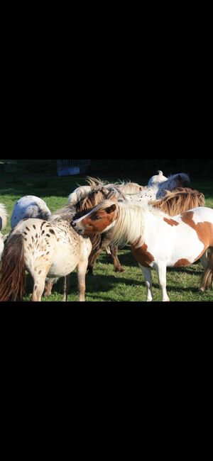 Partbred Shetlandponys suchen neues Zuhause, Imke Müller, Horses For Sale, Wuster Nordseeküste, Image 10