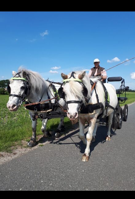 Partbred Shetlandponys suchen neues Zuhause, Imke Müller, Horses For Sale, Wuster Nordseeküste, Image 22