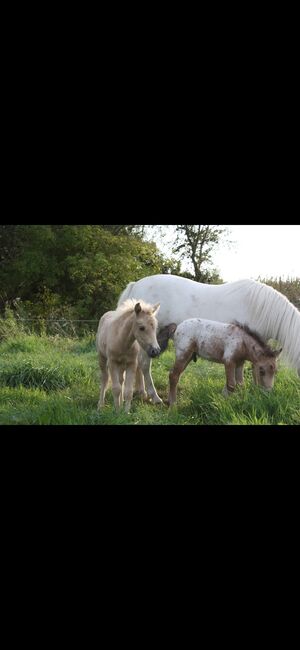 Partbred Shetlandponys suchen neues Zuhause, Imke Müller, Horses For Sale, Wuster Nordseeküste, Image 12