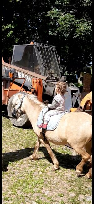 Partbred Shetlandponys suchen neues Zuhause, Imke Müller, Horses For Sale, Wuster Nordseeküste, Image 7