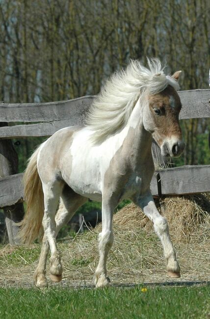 Partbred Shetland Pony, Bianca , Horses For Sale, Lutzmannsburg 