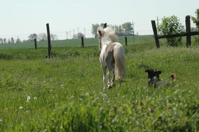Partbred Shetland Pony, Bianca , Konie na sprzedaż, Lutzmannsburg , Image 3