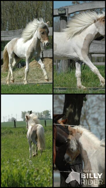 Partbred Shetland Pony, Bianca , Konie na sprzedaż, Lutzmannsburg , Image 5