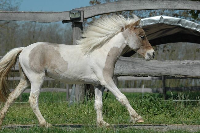 Partbred Shetland Pony, Bianca , Pferd kaufen, Lutzmannsburg , Abbildung 4