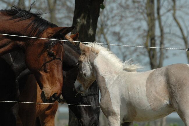 Partbred Shetland Pony, Bianca , Pferd kaufen, Lutzmannsburg , Abbildung 2