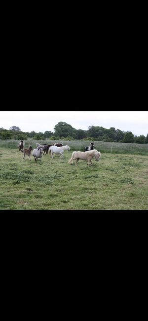 Partbred Shetlandponys suchen neues Zuhause, Imke Müller, Pferd kaufen, Wuster Nordseeküste, Abbildung 24