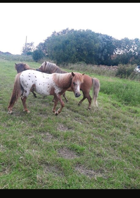 Partbred Shetlandponys suchen neues Zuhause, Imke Müller, Pferd kaufen, Wuster Nordseeküste, Abbildung 9