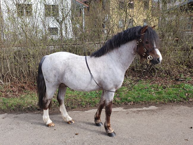 Reitbeteiligung/ ReiterIn für Welsh A Hengst, KL, Konie na sprzedaż, Niederstetten 