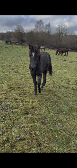 Paso Fino Mix Hengstfohlen „Ari“, Angelina Jedich, Pferd kaufen, Kreuztal
