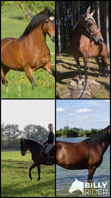 Paso Fino Stute Gangpferd, Miriam Fertl, Horses For Sale, Aletshausen, Image 7