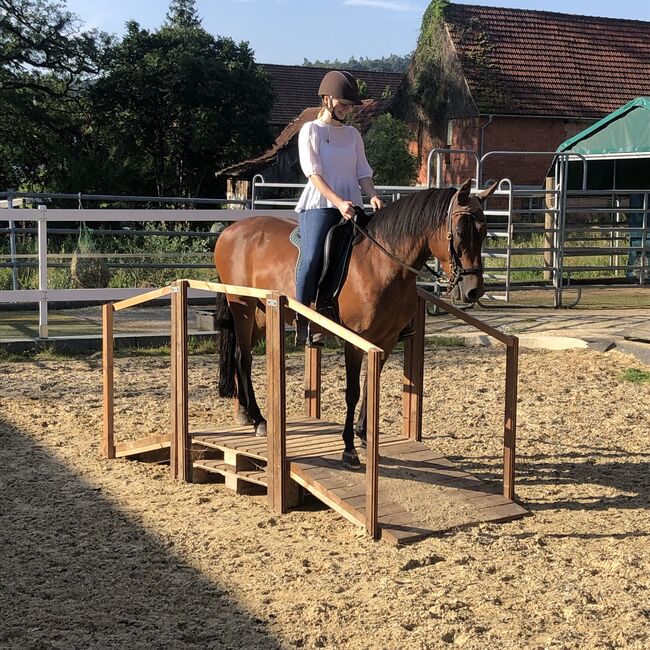 Paso Fino Stute Gangpferd, Miriam Fertl, Horses For Sale, Aletshausen, Image 4