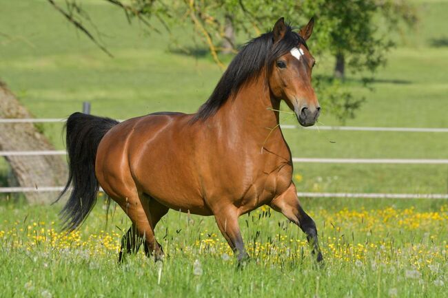 Paso Fino Stute Gangpferd, Miriam Fertl, Horses For Sale, Aletshausen